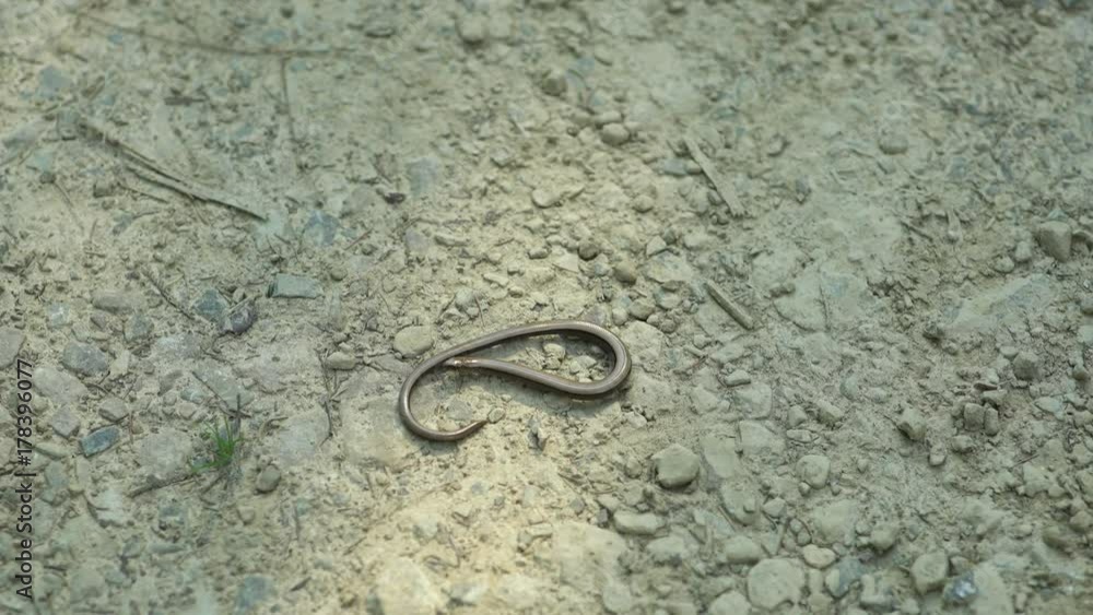 Little Carpathian Snake. Snake escapes from passersby. Ukraine Carpathian 2017. Little Carpathian Snake. Snake escapes from passersby. Ukraine Carpathian 2017.