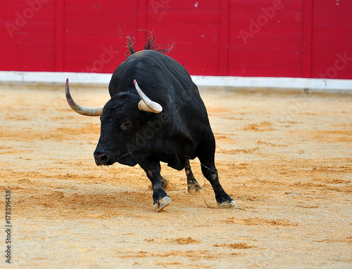 spanish bull