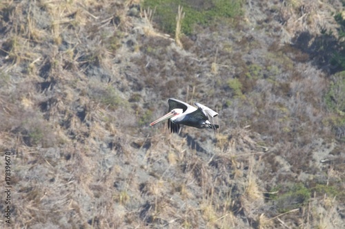 Flight of White Pelican photo
