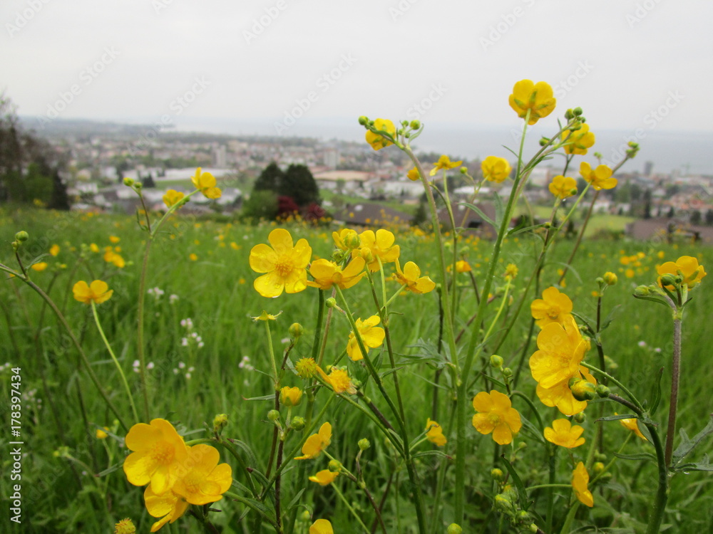 Fototapeta premium Flowers yellow 