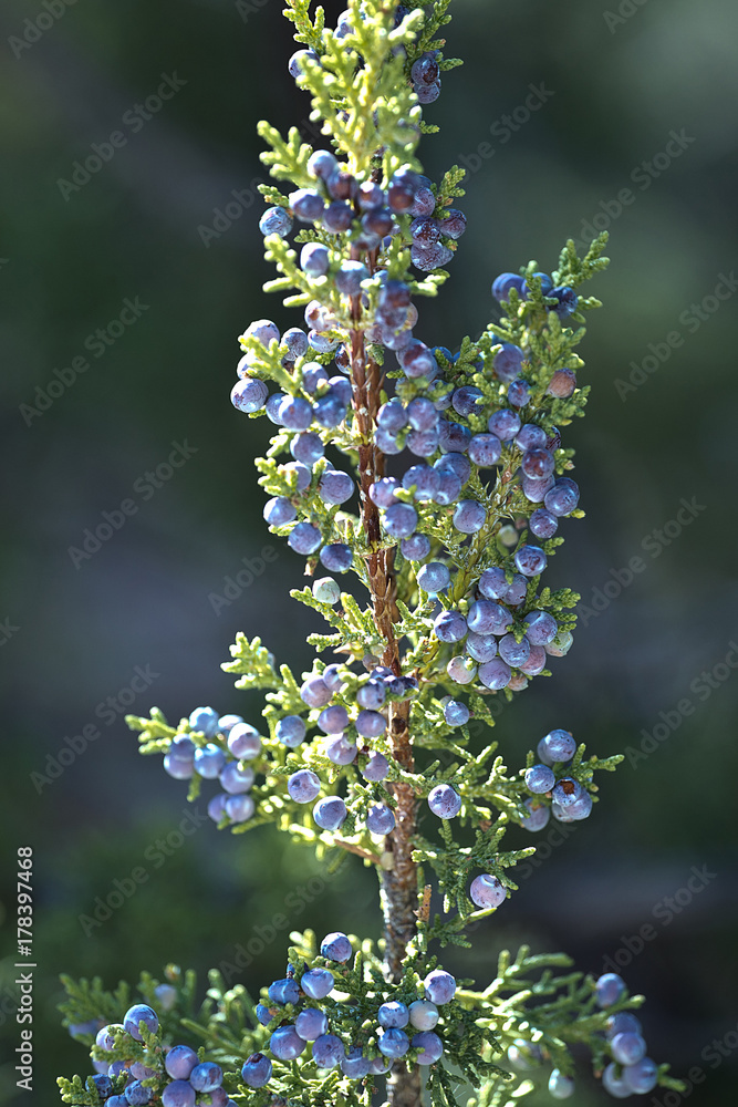 berries berries