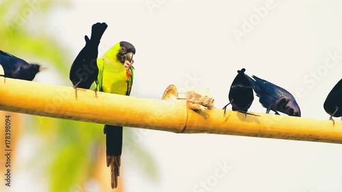 Green parakeet and some black birds eating on a suspended bamboo. Parakeet known as Periquito-de-cabeca-preta in Brazil.  photo