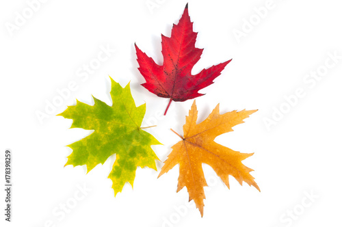 Set of three colored autumn maple leaves isolated on white background