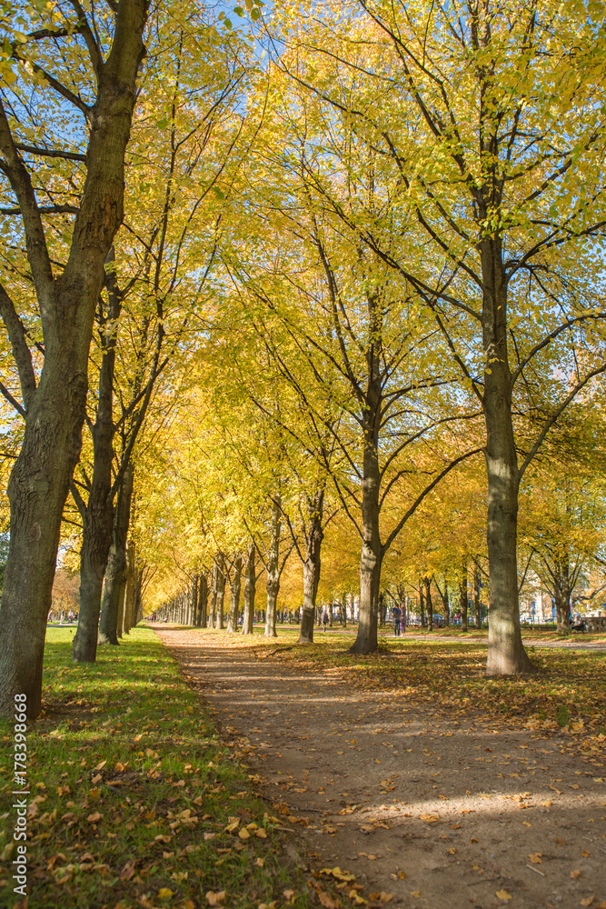 Stadt Park Allee in Herbstfarben im Herbst