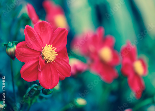 Fototapeta Naklejka Na Ścianę i Meble -  Red dahlia