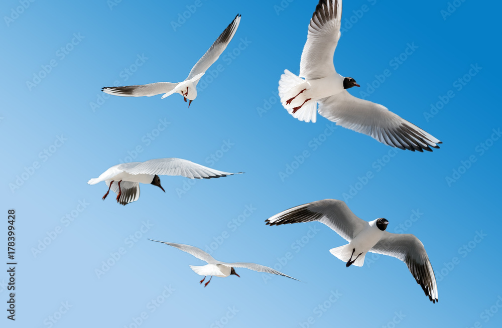 Obraz premium Möwen