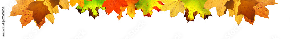 Goldener Herbst auf weissem Hintergrund Goldener Herbst auf weissem Hintergrund