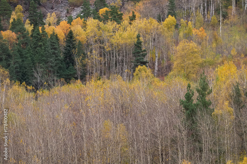 Landscape of colorful autumn nature on the mountainside. Dombai, Caucasian mountains