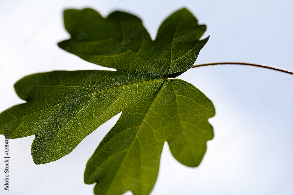 foglia d'acero foglia d'acero