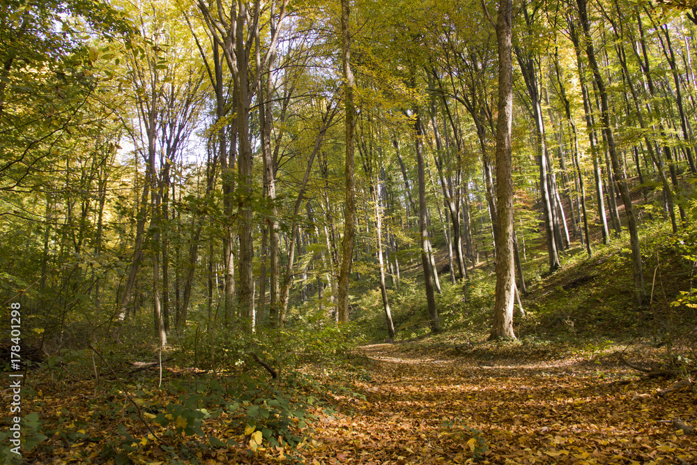 Path in the forest in autumn covered with leaves Path in the forest in autumn covered with leaves