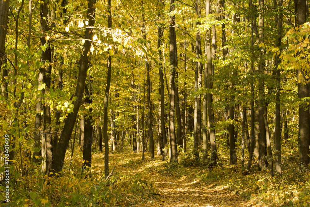 Path in the forest in autumn covered with leaves Path in the forest in autumn covered with leaves