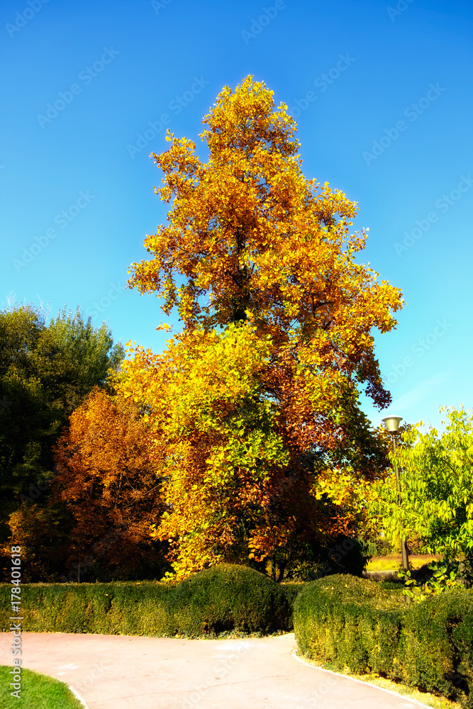 Autumn tree 