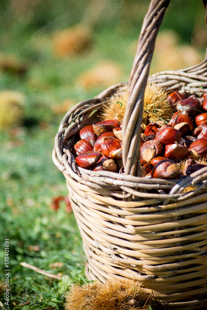 a wooden basket full of chestnuts during the harvest a wooden basket full of chestnuts during the harvest