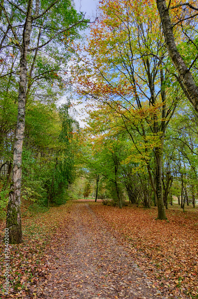 Fototapeta premium Autumn in the park
