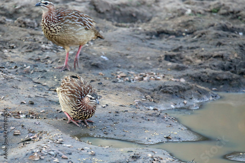 Crested Francolin photo