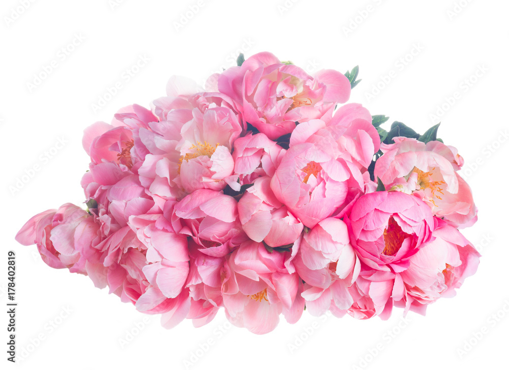 Bouquet of dark pink peony flowers isolated on white background Bouquet of dark pink peony flowers isolated on white background