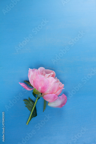 Fresh peony flower bud with copy space on blue background