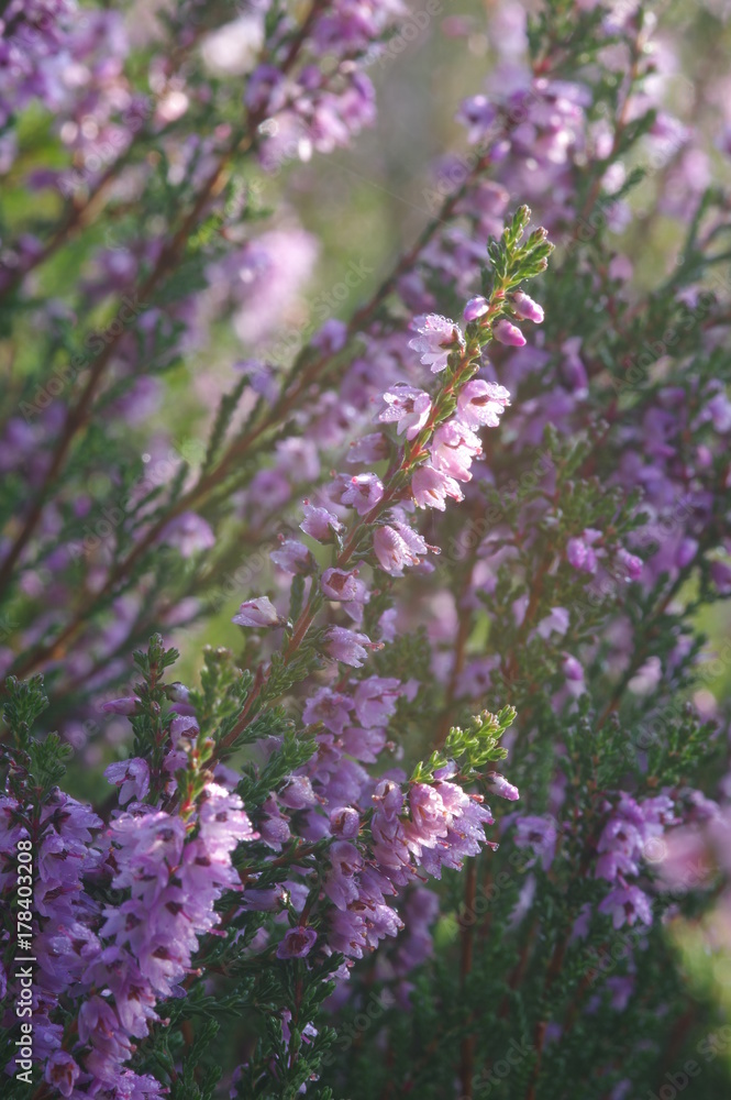 Obraz premium Calluna in sunshine in the morning