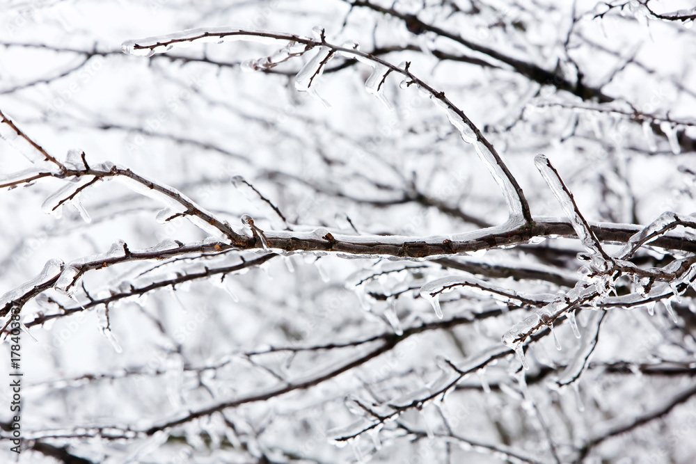 Glazed tree branch after winter ice storm, snow and frozen rain, icicles Glazed tree branch after winter ice storm, snow and frozen rain, icicles