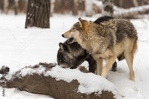 Grey Wolf (Canis lupus) Raises Head From White-Tail Deer Carcass © hkuchera
