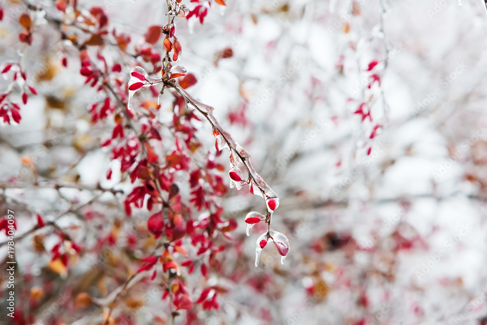 Icy branches with red berries of barberry after freezing rain Icy branches with red berries of barberry after freezing rain