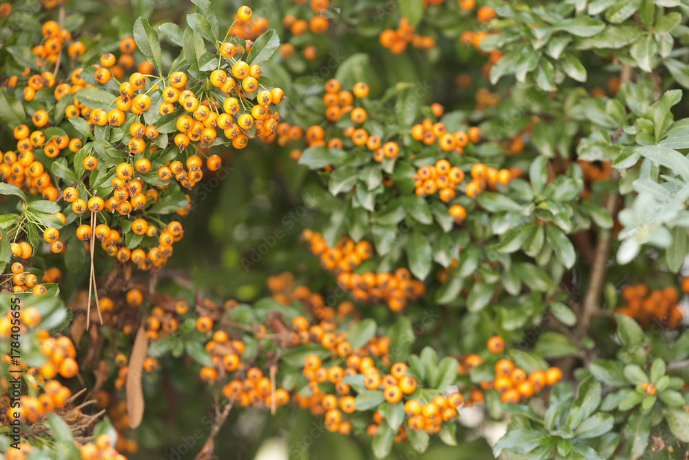Yellow berries of shrubby pyracanthus Yellow berries of shrubby pyracanthus