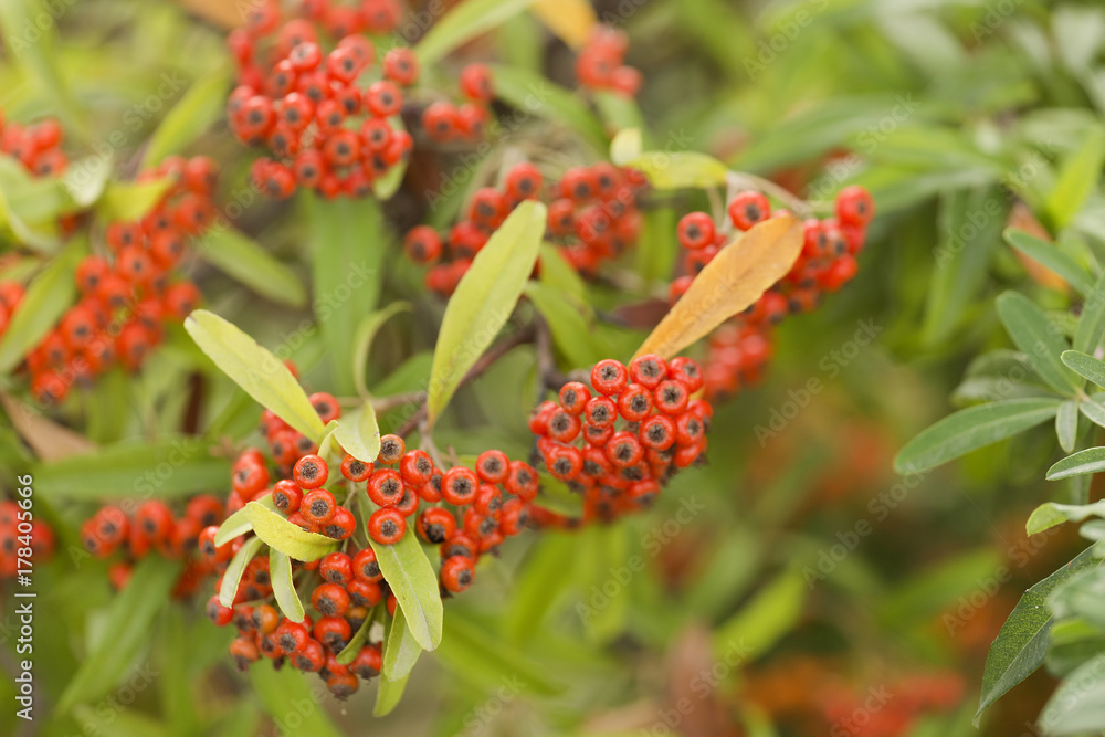 Sorbus is a subgenus of Sorbus belonging Sorbus is a subgenus of Sorbus belonging