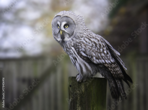 Owl on wood