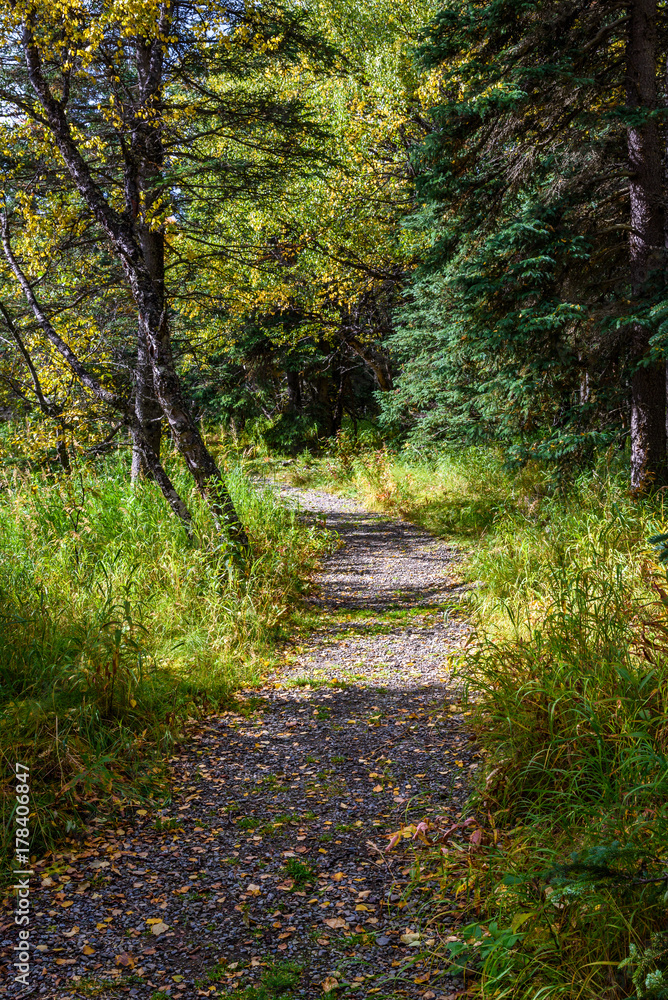 Gravel trail in Alaskan woods with fall color
Gravel trail in Alaskan woods with fall color