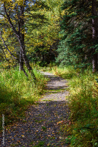 Gravel trail in Alaskan woods with fall color   © knelson20