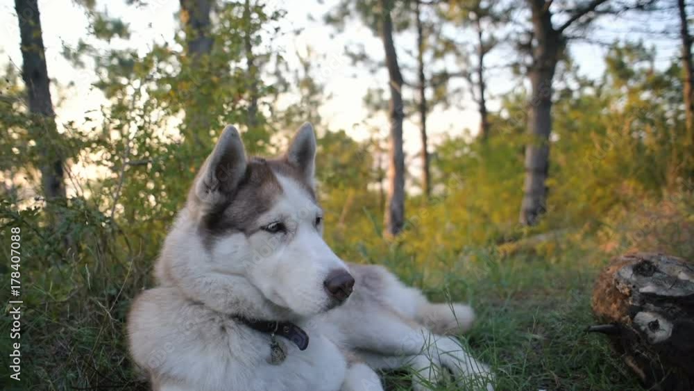 beautiful siberian husky dog resting in forest beautiful siberian husky dog resting in forest