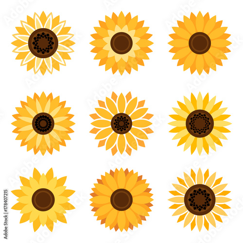 Sunflower plant icons isolated on white background. Vector flat beautiful sunflowers