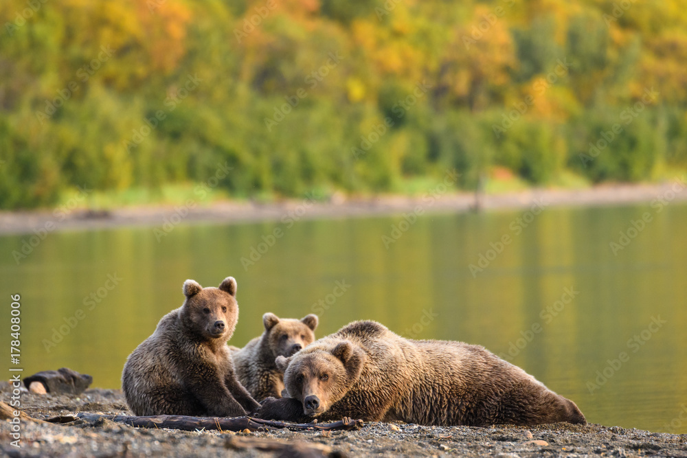 Fototapeta premium Alaskan brown bear family, mother and two cubs, relaxing on the beach of Naknek Lake with fall color on the hillside behind 