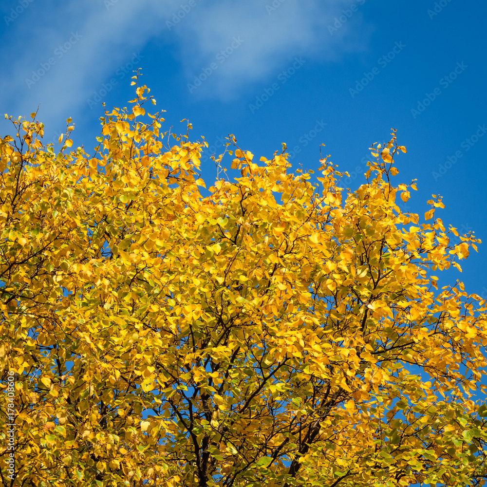 Vibrant yellow fall leaves against a bold blue sky
Vibrant yellow fall leaves against a bold blue sky