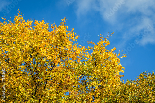Vibrant yellow fall leaves against a bold blue sky 