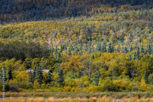 Hill of fall color with yellow deciduous and green evergreen trees, sitting above a marsh, metal roof of a building in the trees 