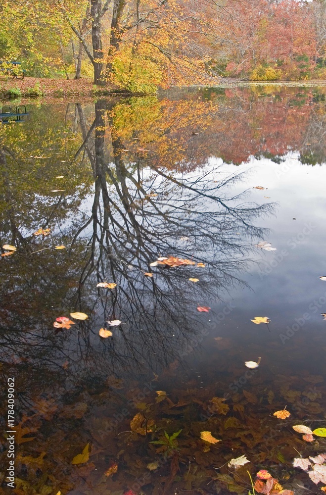 Tree reflection late Fall