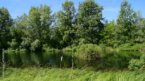 3in1, Untouched nature, Typhia latifolia in the spider's web, river, lake photo