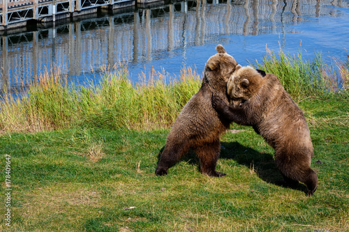 Two Alaska brown bears standing and wrestling on the grassy edge of a lake
