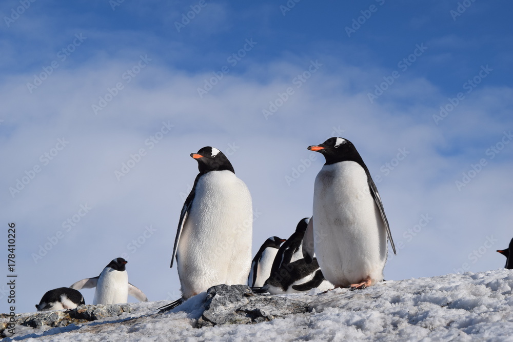 Fototapeta premium paisajes antarticos