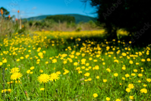 flores amarillas de campo
