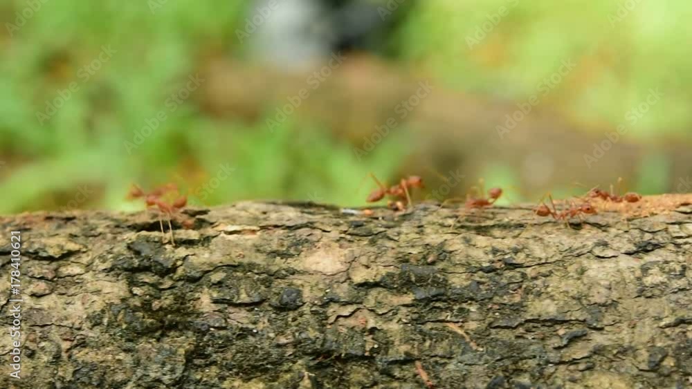 close up army ant moving on root tree macro close up army ant moving on root tree macro