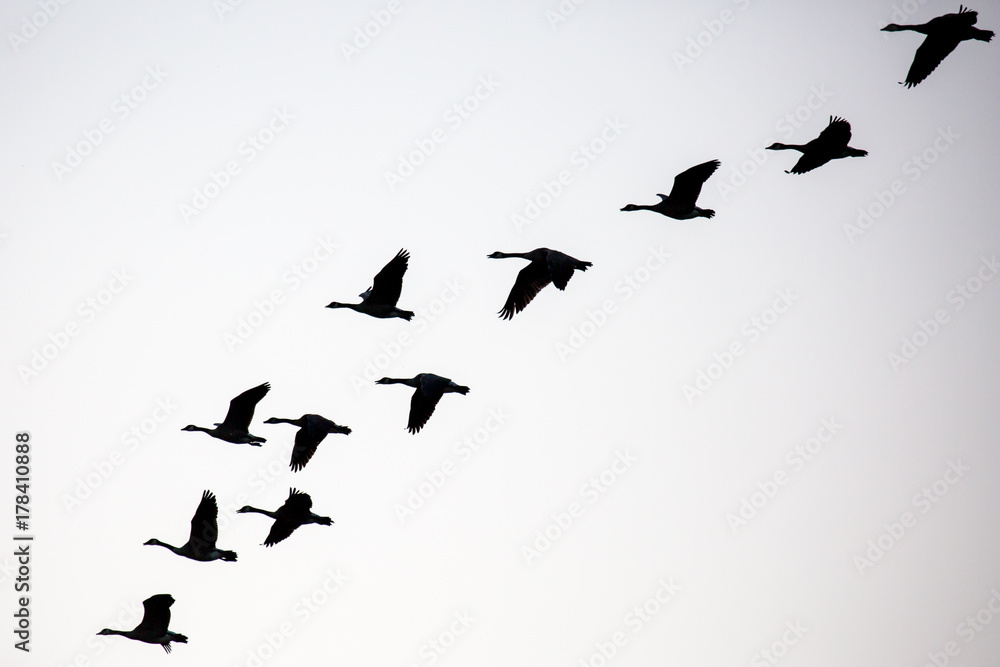 Silhouette of a flock of canada geese (branta canadensis) flying Silhouette of a flock of canada geese (branta canadensis) flying
