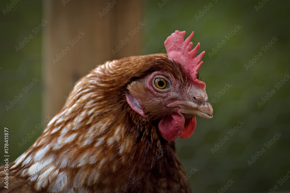 Close up portrait of chicken