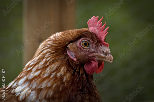 Close up portrait of chicken
