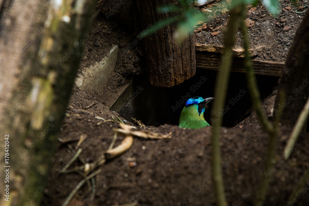 Fototapeta premium Bird in Hole