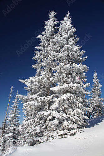 Newly Fallen Snow on Pine Trees on a Beautiful Day © Larry