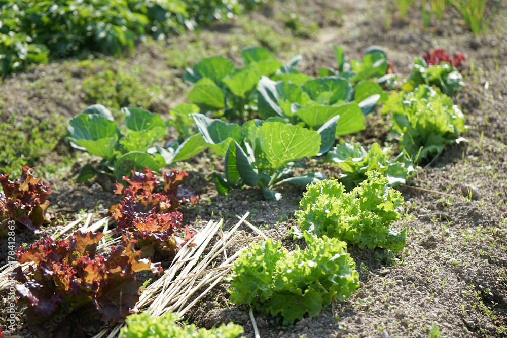 Obraz premium cultivation