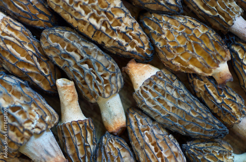 Morel Mushrooms lined up And Interlocked Together Like A Puzzle Background