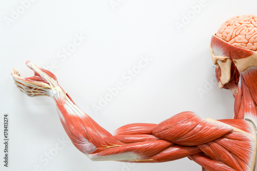 Obraz na płótnie Human hands muscle